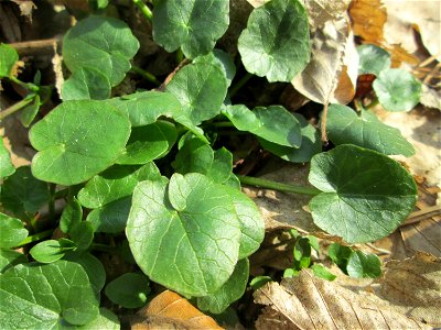Grundblätter vom Scharbockskraut (Ficaria verna) in der Schwetzinger Hardt