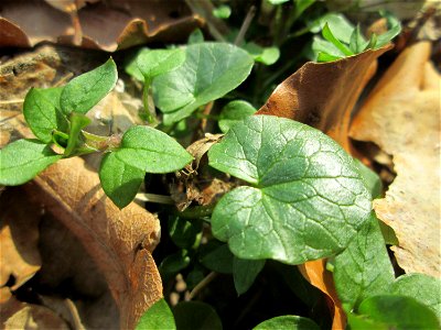Grundblätter vom Scharbockskraut (Ficaria verna) in der Schwetzinger Hardt