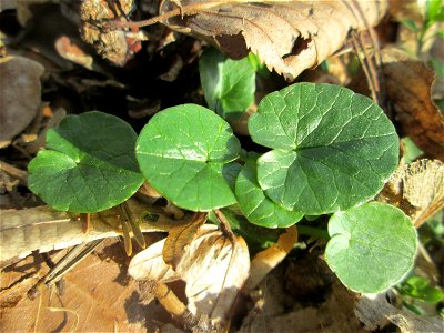 Grundblätter vom Scharbockskraut (Ficaria verna) in der Schwetzinger Hardt