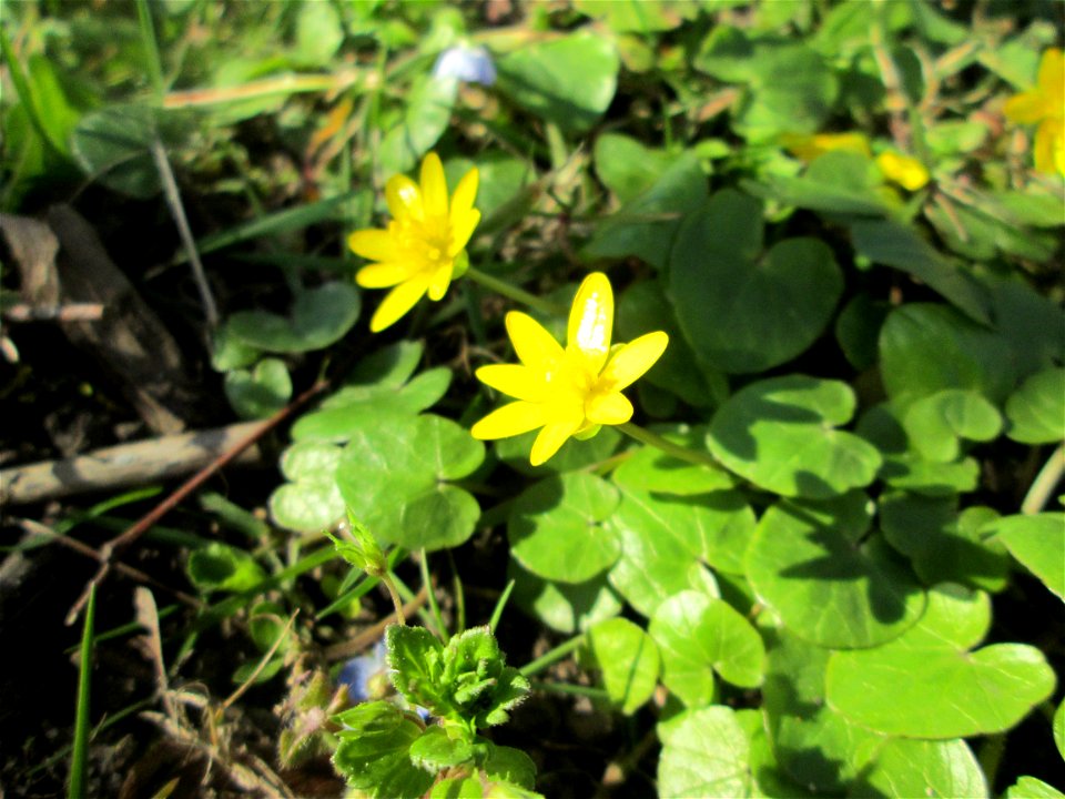Scharbockskraut (Ficaria verna) im Gartenschaupark in Hockenheim - die Wiese im südlichen Teil des Parks ist gegenwärtig übersät mit tausenden Wildblumen
