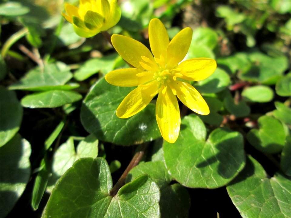 Scharbockskraut (Ficaria verna) im Gartenschaupark in Hockenheim - die Wiese im südlichen Teil des Parks ist gegenwärtig übersät mit tausenden Wildblumen