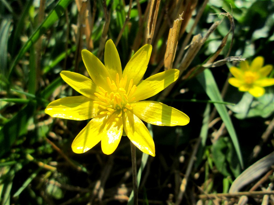 Scharbockskraut (Ficaria verna) im Naturschutzgebiet „Bachwiesen/Leopoldswiesen“ im Hockenheimer Rheinbogen - eines der ersten Blümchen hier auf den Wiesenflächen