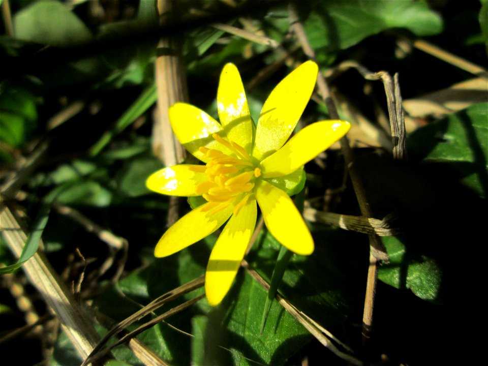Scharbockskraut (Ficaria verna) im Naturschutzgebiet „Bachwiesen/Leopoldswiesen“ im Hockenheimer Rheinbogen - eines der ersten Blümchen hier auf den Wiesenflächen