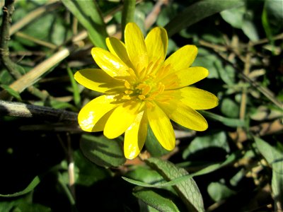 Scharbockskraut (Ficaria verna) im Naturschutzgebiet „Bachwiesen/Leopoldswiesen“ im Hockenheimer Rheinbogen - eines der ersten Blümchen hier auf den Wiesenflächen