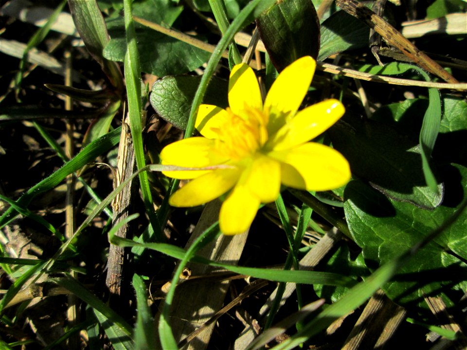 Scharbockskraut (Ficaria verna) im Naturschutzgebiet „Bachwiesen/Leopoldswiesen“ im Hockenheimer Rheinbogen - eines der ersten Blümchen hier auf den Wiesenflächen