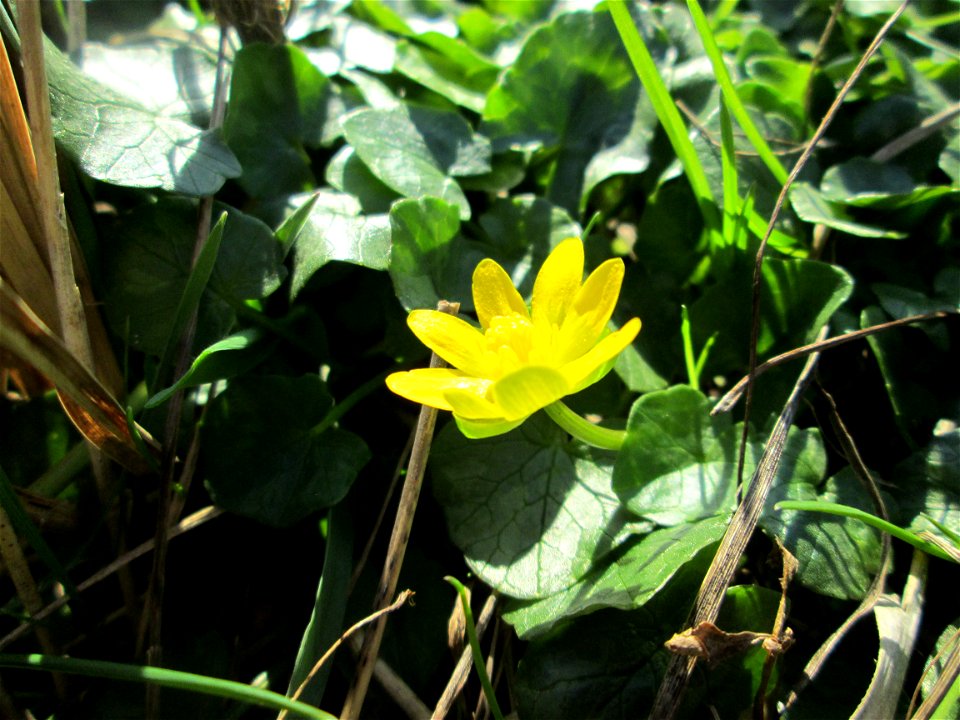 Scharbockskraut (Ficaria verna) im Naturschutzgebiet „Bachwiesen/Leopoldswiesen“ im Hockenheimer Rheinbogen - eines der ersten Blümchen hier auf den Wiesenflächen
