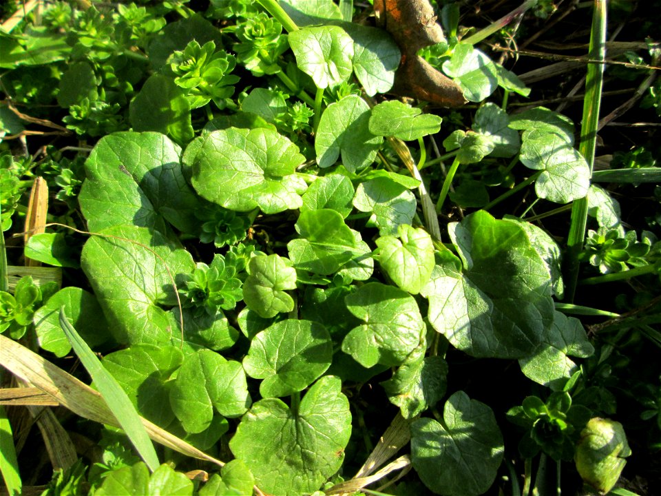 Grundblätter vom Scharbockskraut (Ficaria verna) im Naturschutzgebiet „Mirabellenhecke in den Horststückern“ im Hockenheimer Rheinbogen
