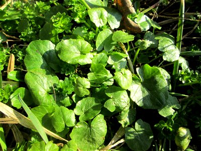 Grundblätter vom Scharbockskraut (Ficaria verna) im Naturschutzgebiet „Mirabellenhecke in den Horststückern“ im Hockenheimer Rheinbogen