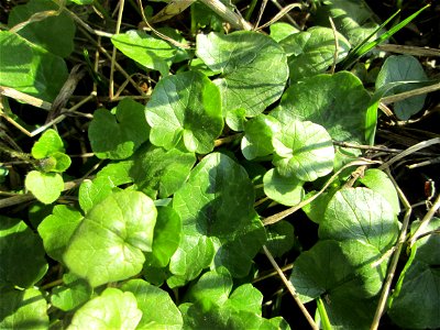 Grundblätter vom Scharbockskraut (Ficaria verna) im Naturschutzgebiet „Mirabellenhecke in den Horststückern“ im Hockenheimer Rheinbogen