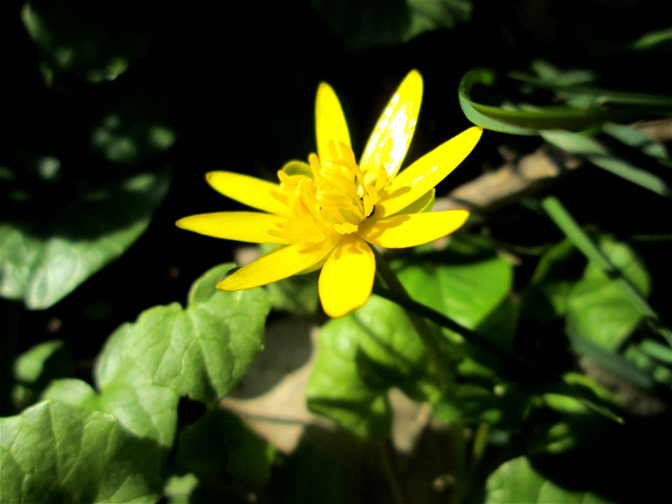 Scharbockskraut (Ficaria verna) bei Oftersheim