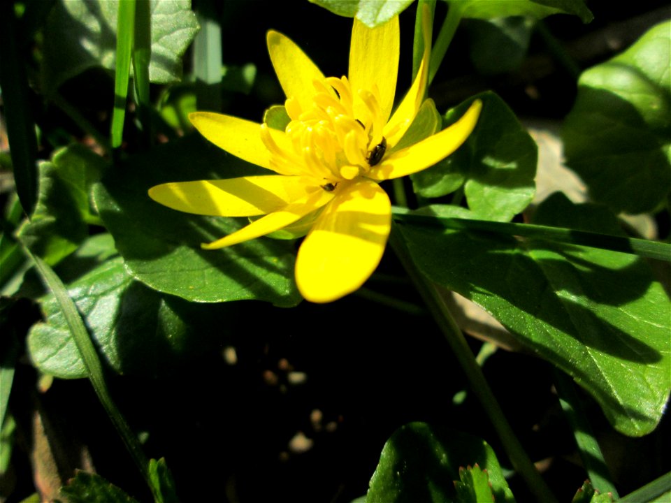 Scharbockskraut (Ficaria verna) bei Oftersheim