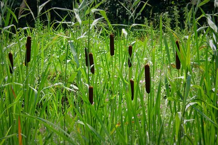 Pond nature plant