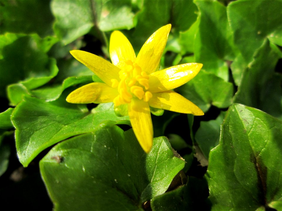 Scharbockskraut (Ficaria verna) in Saarbrücken