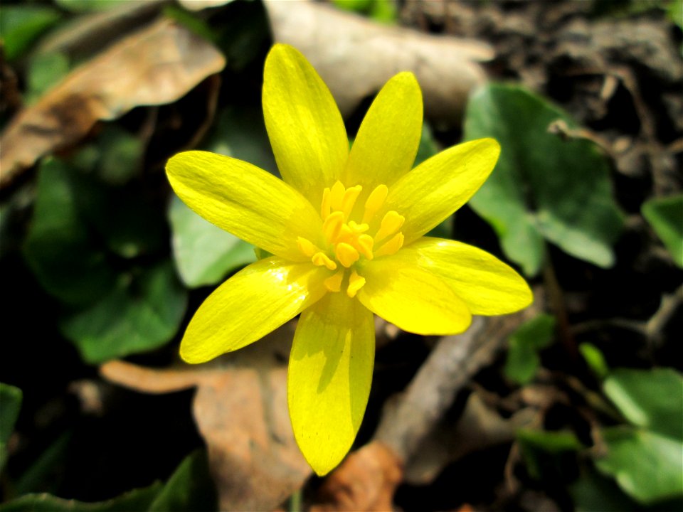 Scharbockskraut (Ficaria verna) in Saarbrücken