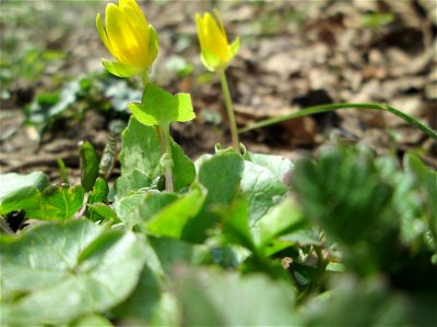 Scharbockskraut (Ficaria verna) am Staden in Saarbrücken