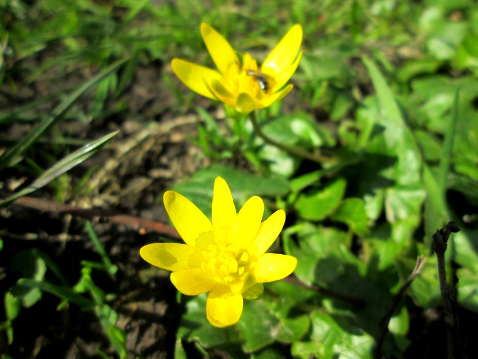 Scharbockskraut (Ficaria verna) an der Saar in Saarbrücken