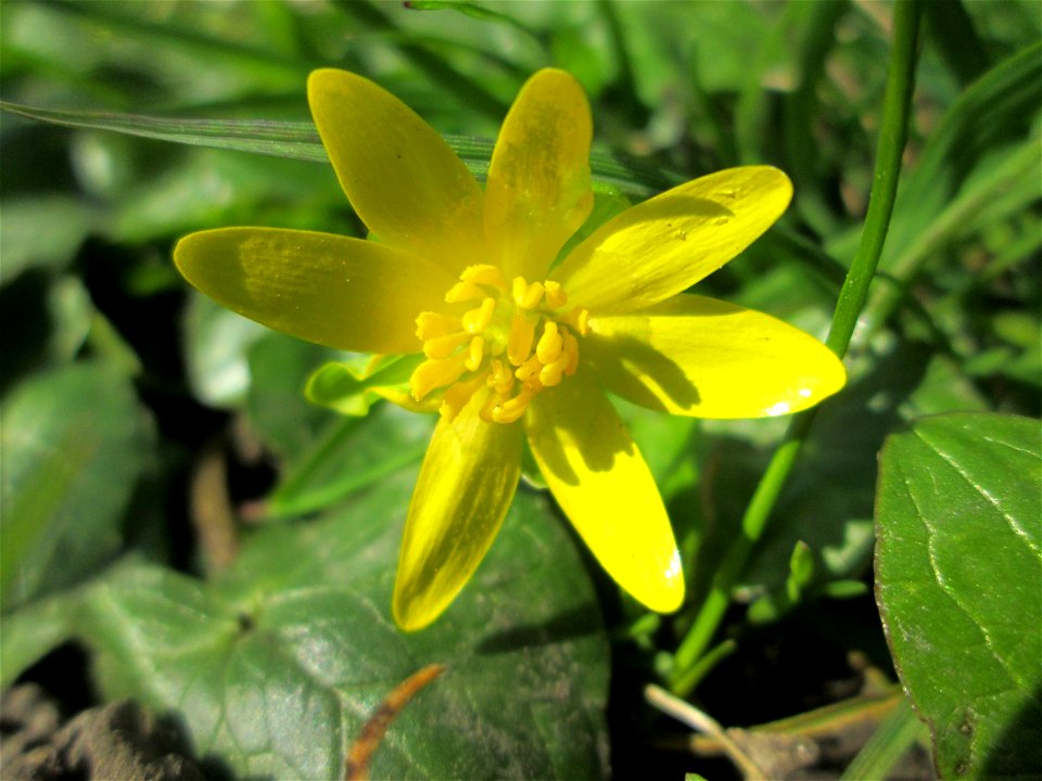 Scharbockskraut (Ficaria verna) an der Saar in Saarbrücken