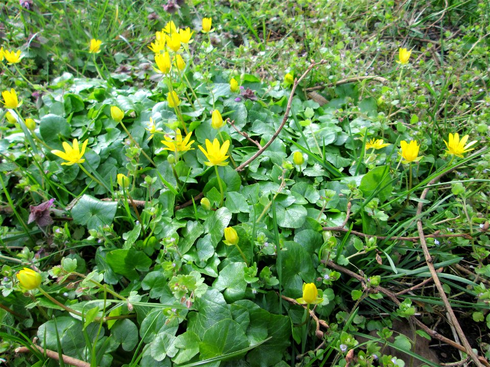 Scharbockskraut (Ficaria verna) in Saarbrücken