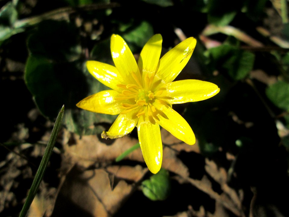 Scharbockskraut (Ficaria verna) in der ehem. Bismarckanlage in Saarbrücken