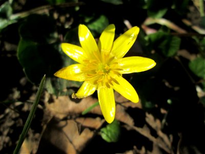 Scharbockskraut (Ficaria verna) in der ehem. Bismarckanlage in Saarbrücken