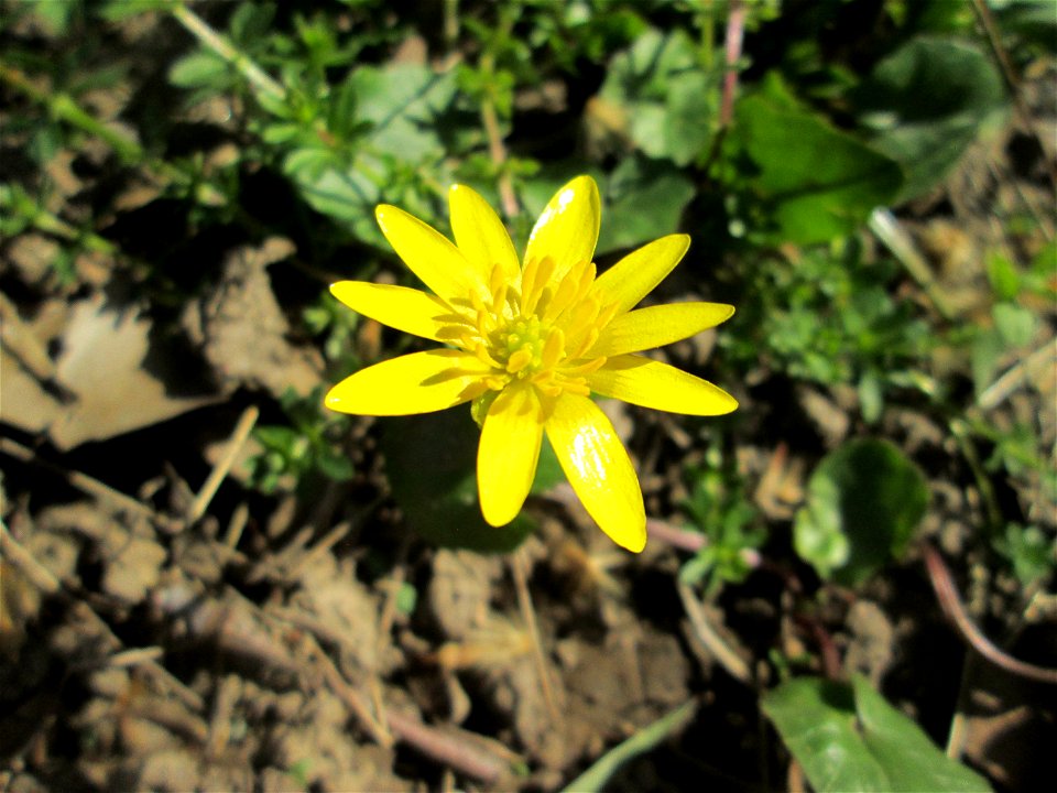 Scharbockskraut (Ficaria verna) in der ehem. Bismarckanlage in Saarbrücken