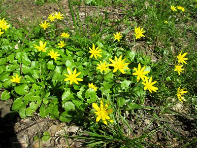 Scharbockskraut (Ficaria verna) in der ehem. Bismarckanlage in Sankt Arnual