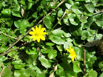 Scharbockskraut (Ficaria verna) in der ehem. Bismarckanlage in Sankt Arnual