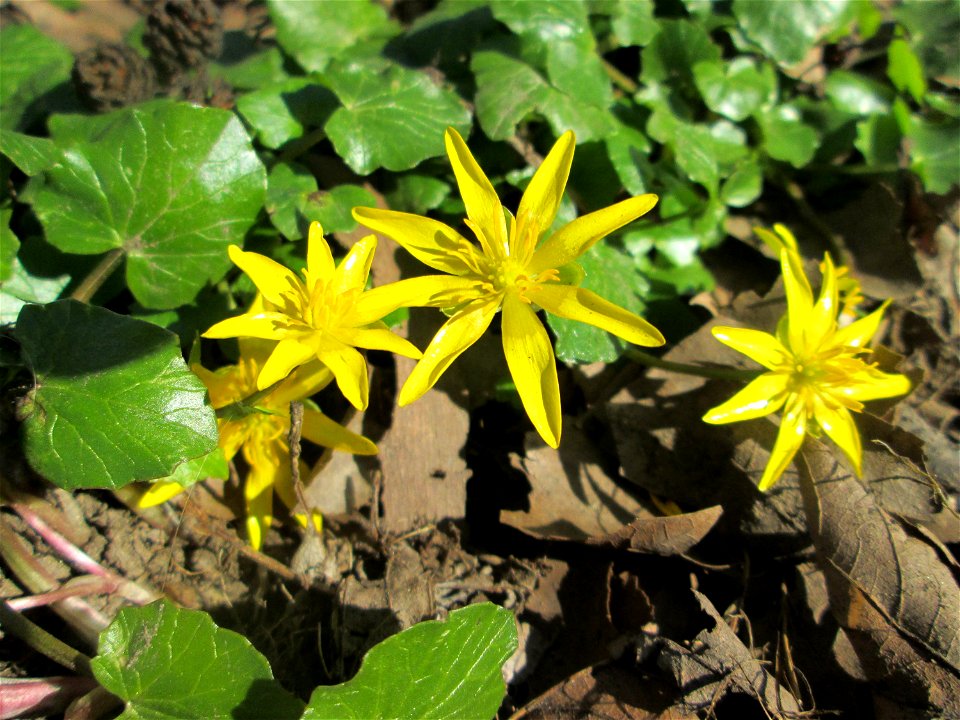 Scharbockskraut (Ficaria verna) an der Saar in Saarbrücken