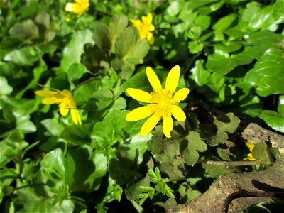 Scharbockskraut (Ficaria verna) an der Saar im Naturschutzgebiet "St. Arnualer Wiesen"