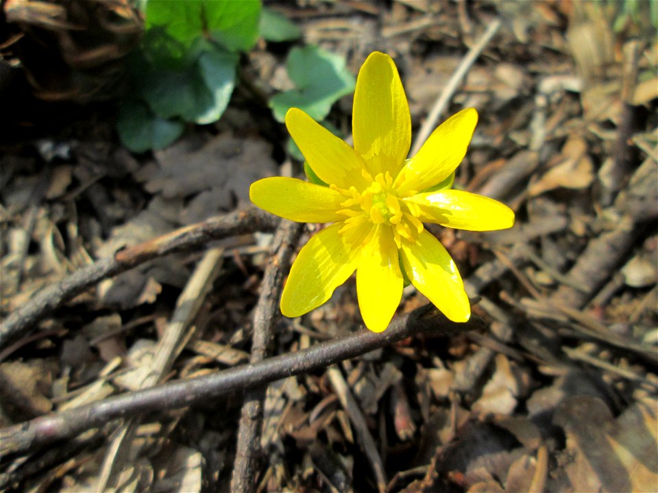 Scharbockskraut (Ficaria verna) im Landschaftsschutzgebiet „St. Johanner Stadtwald“