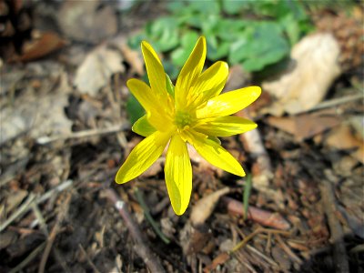 Scharbockskraut (Ficaria verna) im Landschaftsschutzgebiet „St. Johanner Stadtwald“