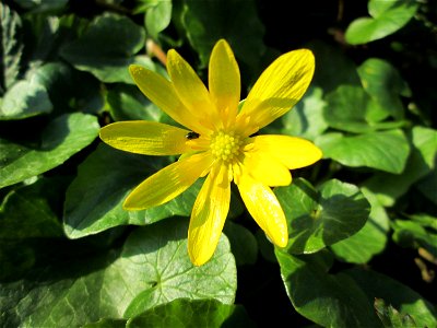 Scharbockskraut (Ficaria verna) am Fuß des Reppersberges in Alt-Saarbrücken