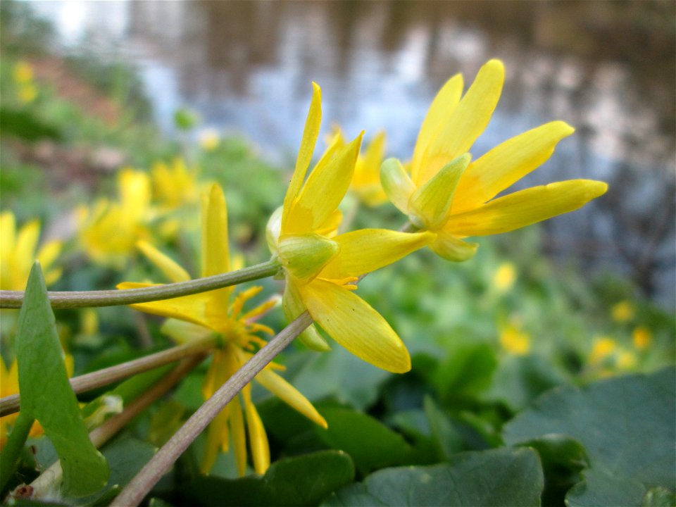Scharbockskraut (Ficaria verna) am Tabaksweiher in Sankt Arnual