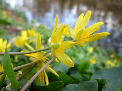 Scharbockskraut (Ficaria verna) am Tabaksweiher in Sankt Arnual