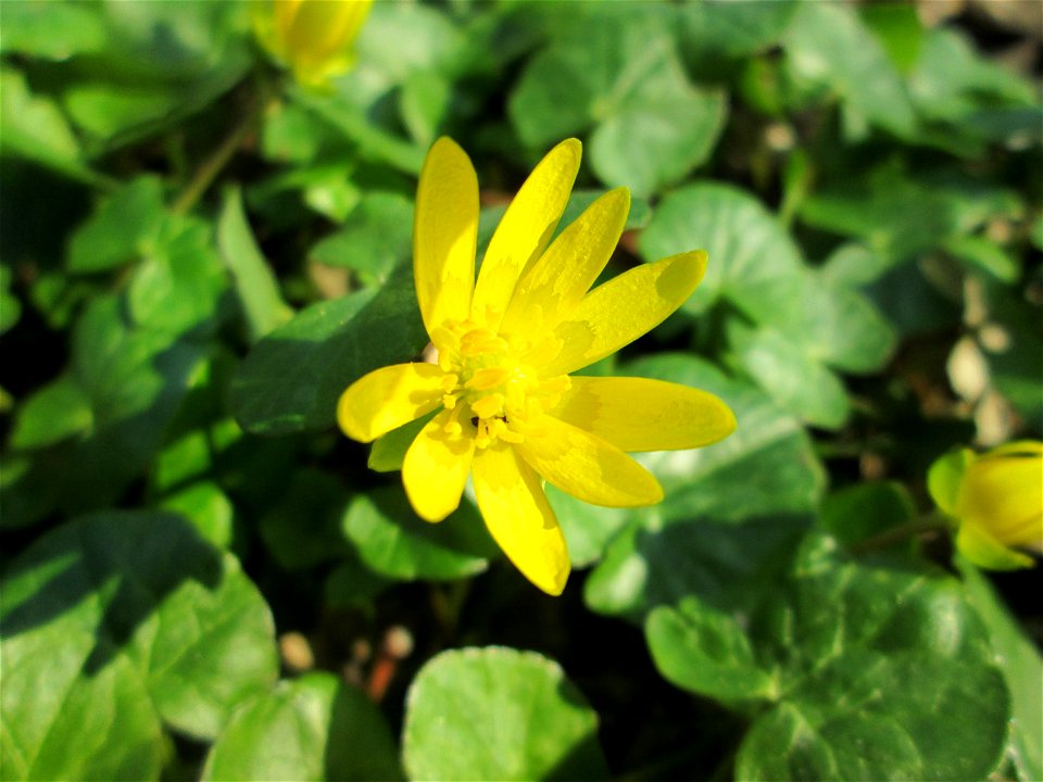 Scharbockskraut (Ficaria verna) am Reppersberges in Alt-Saarbrücken