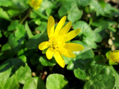 Scharbockskraut (Ficaria verna) am Reppersberges in Alt-Saarbrücken