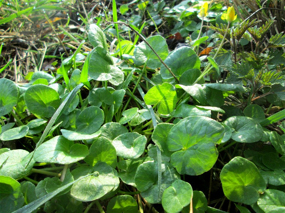 Scharbockskraut (Ficaria verna) am Rand vom Brettwald im Naturschutzgebiet „Malscher Aue“