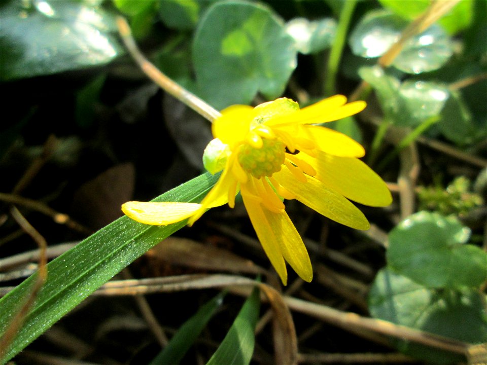 Scharbockskraut (Ficaria verna) am Rand vom Brettwald im Naturschutzgebiet „Malscher Aue“