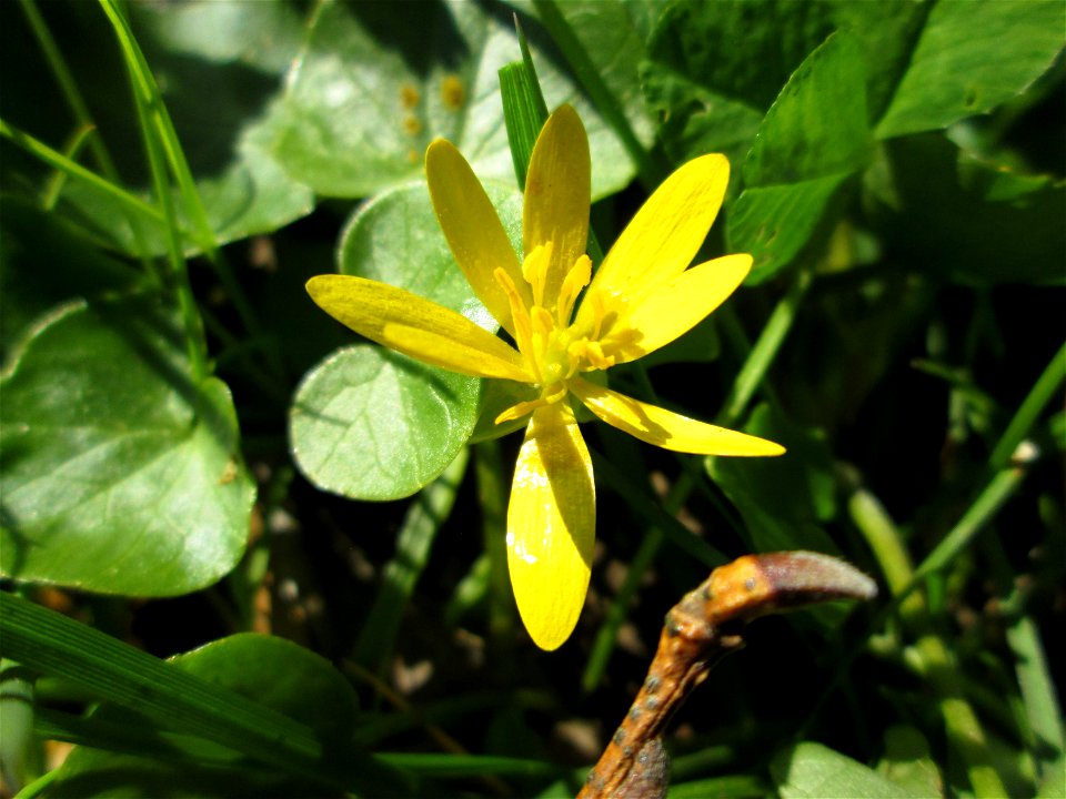 Scharbockskraut (Ficaria verna) am Staden in Saarbrücken