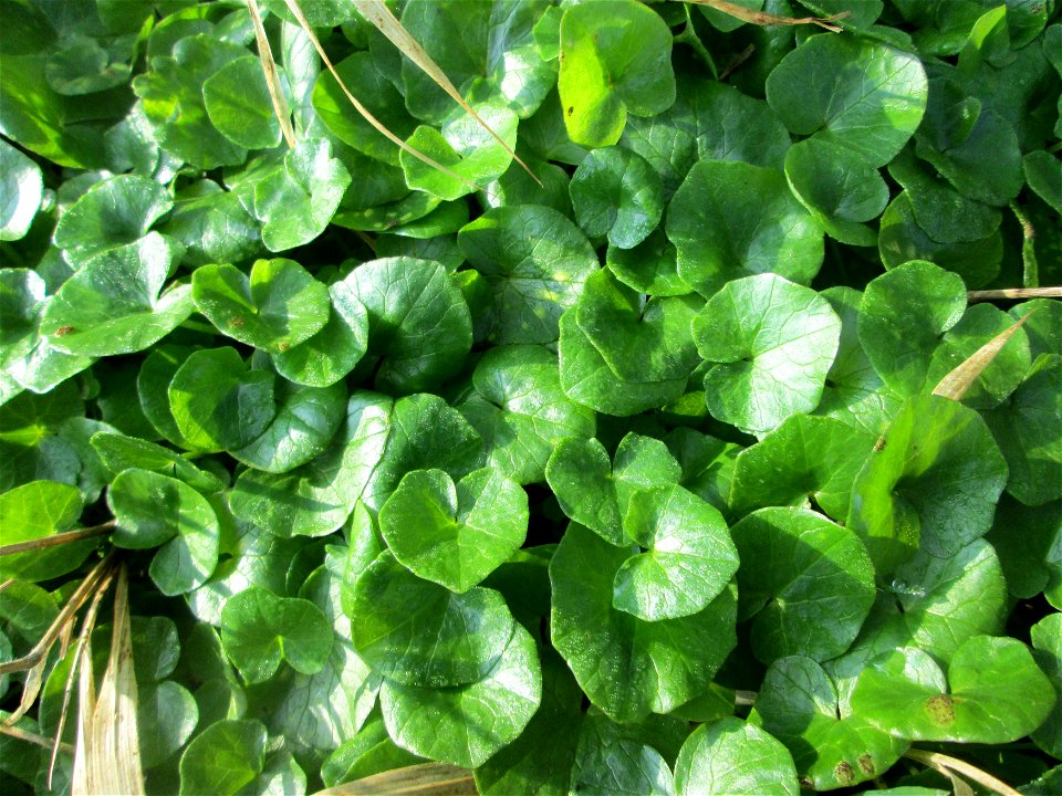 Scharbockskraut (Ficaria verna) am Rand vom Brettwald im Naturschutzgebiet „Malscher Aue“