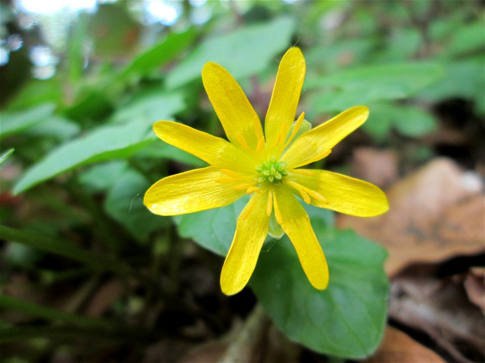 Scharbockskraut (Ficaria verna) im Landschaftsschutzgebiet „Winterberg“ in Sankt Arnual