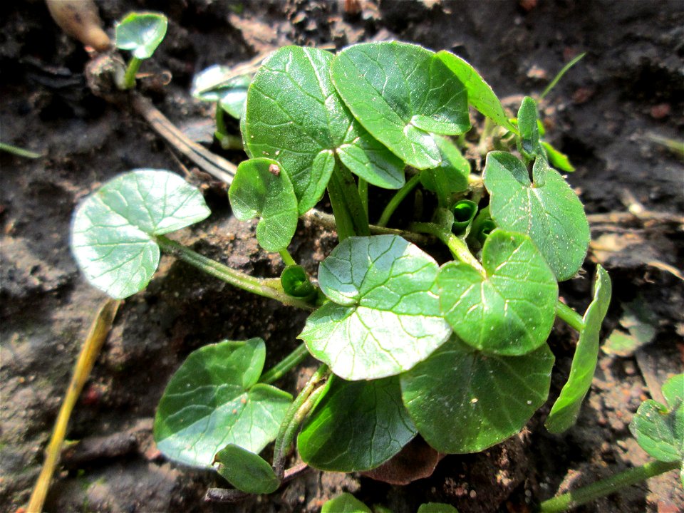 Grundblätter vom Scharbockskraut (Ficaria verna) an der Saar in Saarbrücken