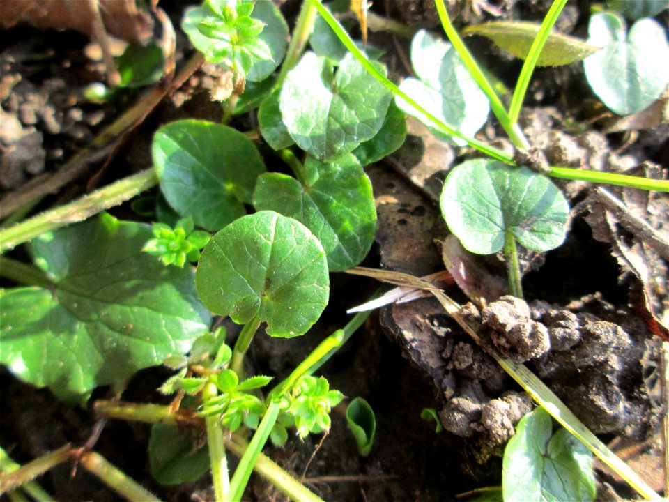 Grundblätter vom Scharbockskraut (Ficaria verna) an der Saar in Saarbrücken