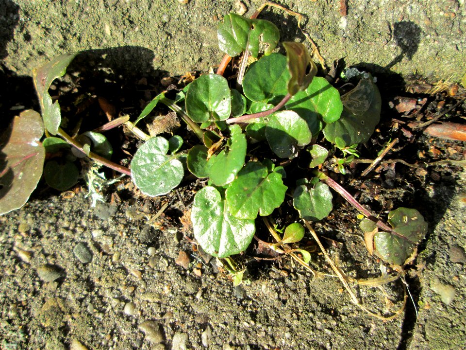 Grundblätter vom Scharbockskraut (Ficaria verna) am Eschberg in Saarbrücken