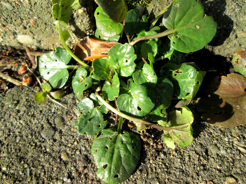 Grundblätter vom Scharbockskraut (Ficaria verna) am Eschberg in Saarbrücken
