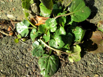 Grundblätter vom Scharbockskraut (Ficaria verna) am Eschberg in Saarbrücken