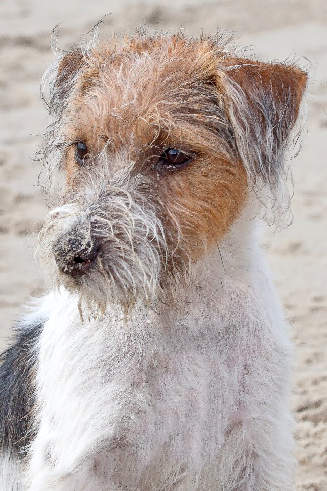 Russel jack russel nature