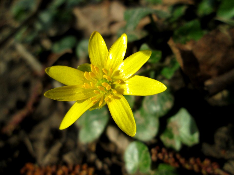 Scharbockskraut (Ficaria verna) an der Saar in Saarbrücken