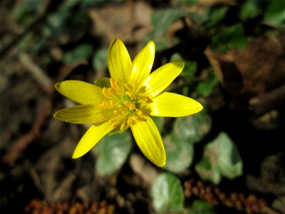 Scharbockskraut (Ficaria verna) an der Saar in Saarbrücken