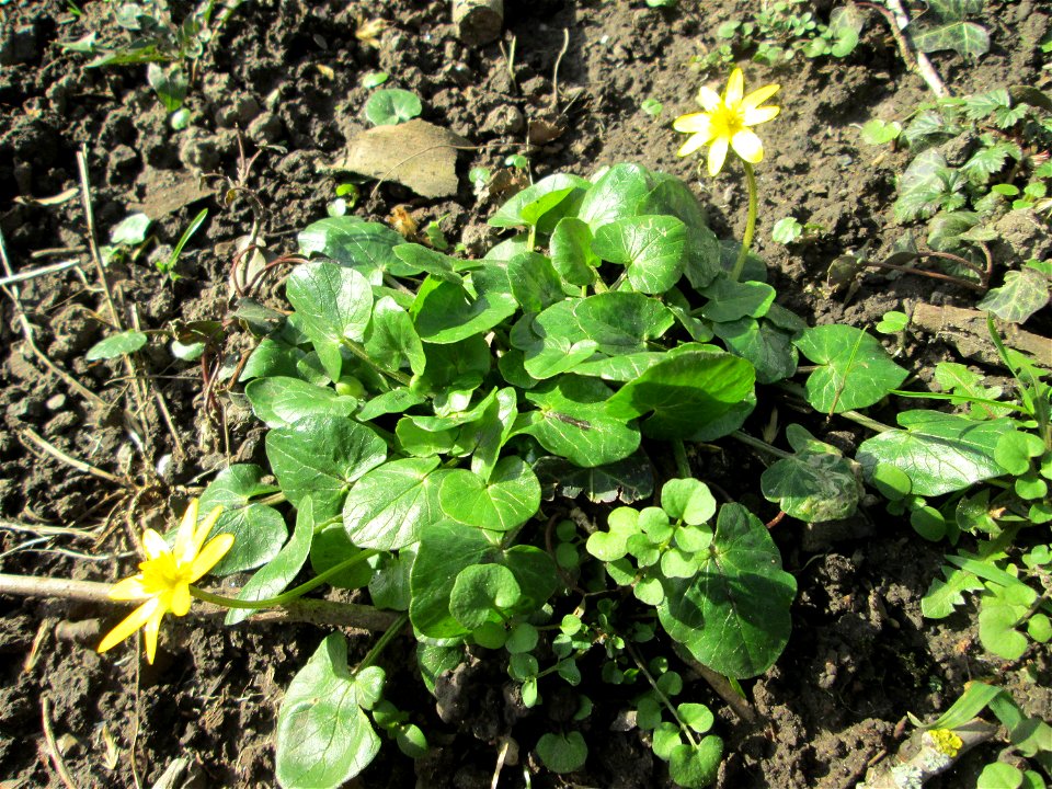 Scharbockskraut (Ficaria verna) am Staden in Saarbrücken